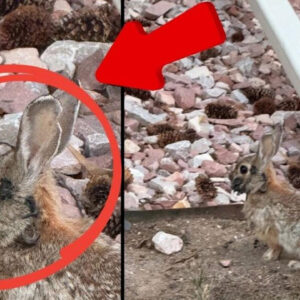 abdde frankenstein tavsan alarmi insanlara bulasiyor mu yPffuttz