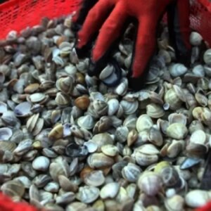 edirnede kacak avlanan 650 kilogram kum midyesi ele gecirildi v5GR8ArG