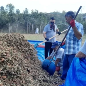 findik hasadinda gizli tehlike toz alerjik reaksiyonlari artiriyor Qv96iZ3n