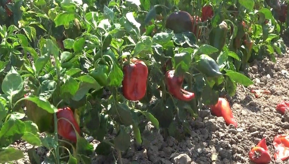 bafra ovasinda kapya biber hasadi tqCdffgv