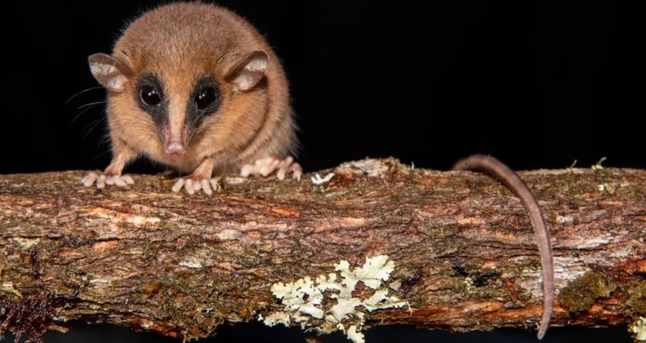 bulut ormaninda gizemli bir canli kesfedildi WccuQhMd