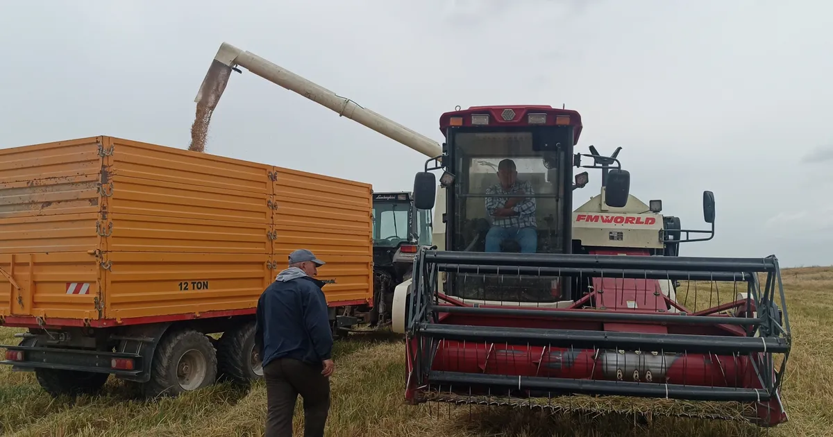 tarimda devrim dunyada ilk damlama sulama ile celtik uretimi vt55WvmK