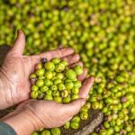 40-yillik-zeytin-firmasi-konkordato-ilan-etti-zB4Mxzet