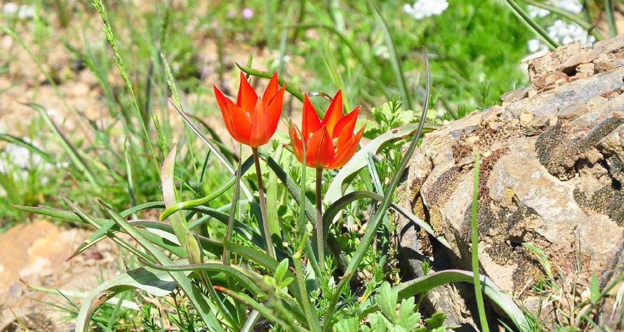 Manisa’nın Nadir Bitkisi İçin 699 Bin Lira Ceza: Sadece 10 Gün Yaşıyor