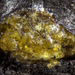 Amber 1 hycp